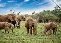 African Bush Elephants edumantra.net