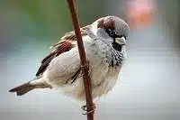 house sparrow male