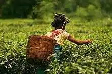 220px Plucking tea in a tea garden of Assam edumantra.net