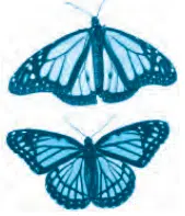 butterflies1 edumantra.net