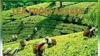 Tea From Assam Extra Questions