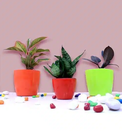 Top 3 Indoor Special Decorative Plants Pack edumantra.net