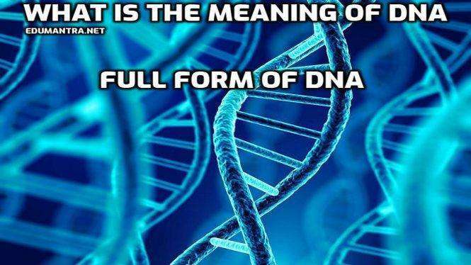 Full-Form of DNA What is the Meaning of DNA