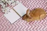 beautiful white flowers notepad live rabbit business lady planning 115767 91