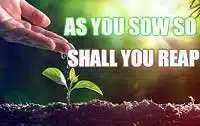 As you sow, so you reap
