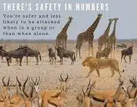 There is safety in numbers