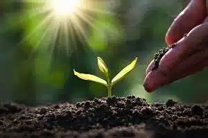 hand planting sprout garden with sunshine 34152 1290