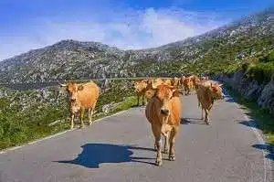 picos de europa asturias cows road spain 79295 17187
