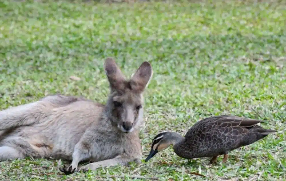 The Duck and The Kangaroo Extra Questions