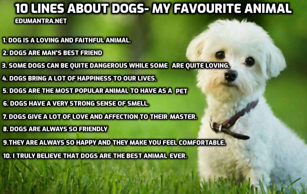 My Favorite Animal Is The Dog