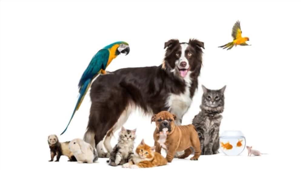 Animals as Pets Essay edumantra.net