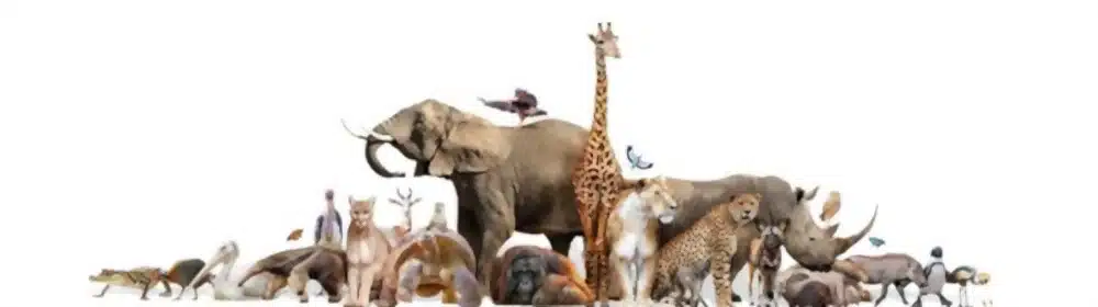 Different Types of Animals edumantra.net