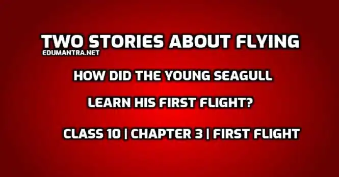 How did the young seagull learn his first flight edumantra.net