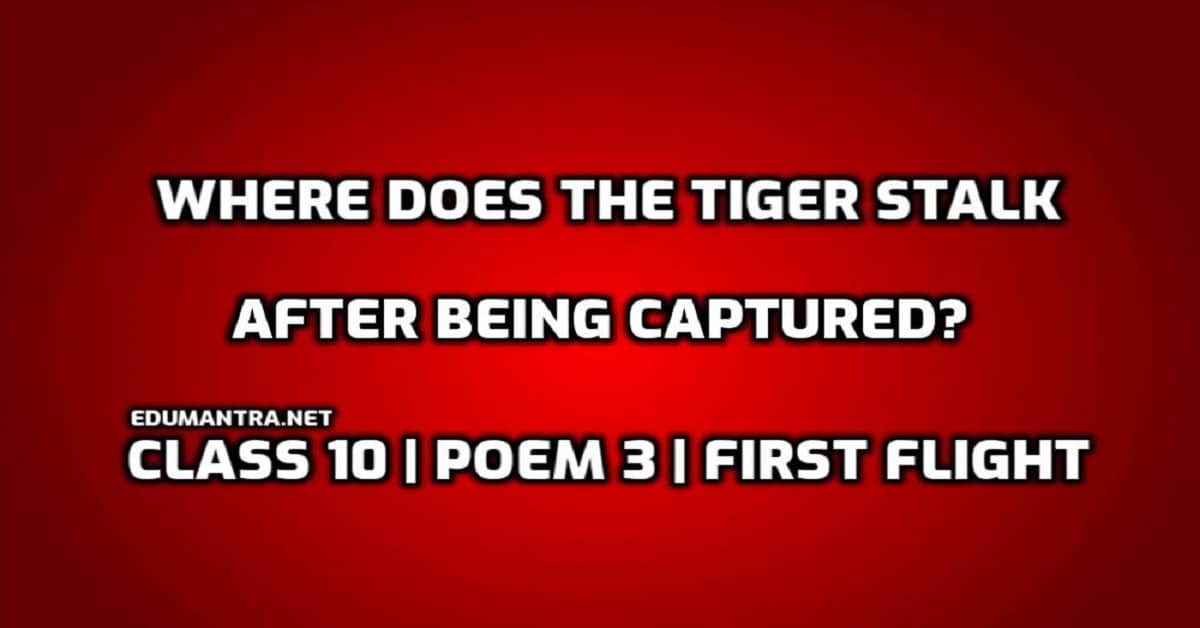 Where does the tiger stalk after being captured? Class 10 English