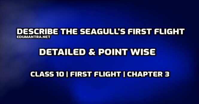 Describe the seagull's first flight edumantra.net
