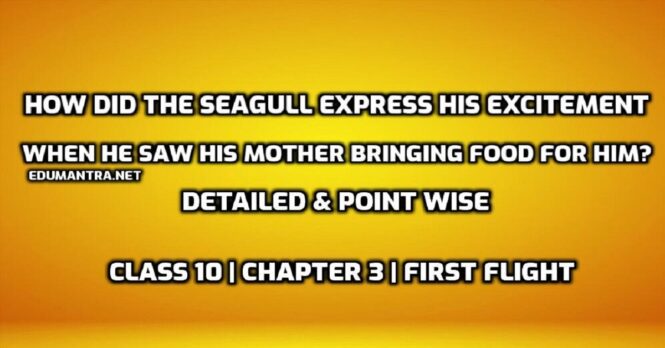 How did the seagull express his excitement when he saw his mother bringing food for him edumantra.net