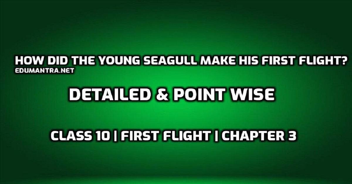 How did the young seagull make his first flight?