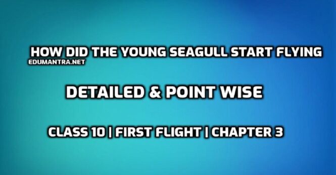 How did the young seagull start flying edumantra.net