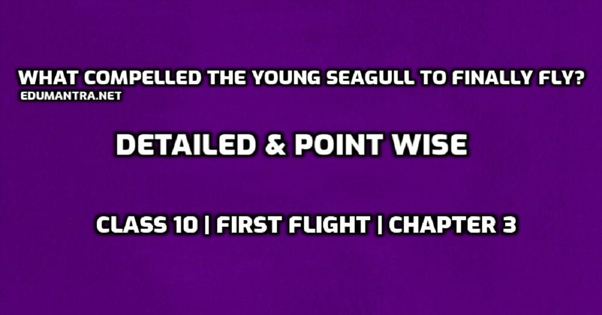 What compelled the young seagull to finally fly edumantra.net