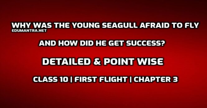 Why was the young seagull afraid to fly and how did he get success edumantra.net