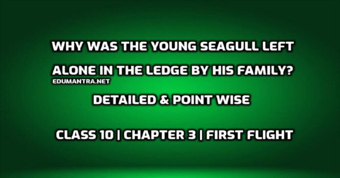 Why was the young seagull left alone in the ledge by his family edumantra.net