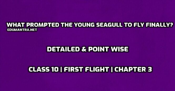 What prompted the young seagull to fly finally edumantra.net